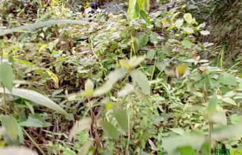 Slept with the strange woman I mate in the bush